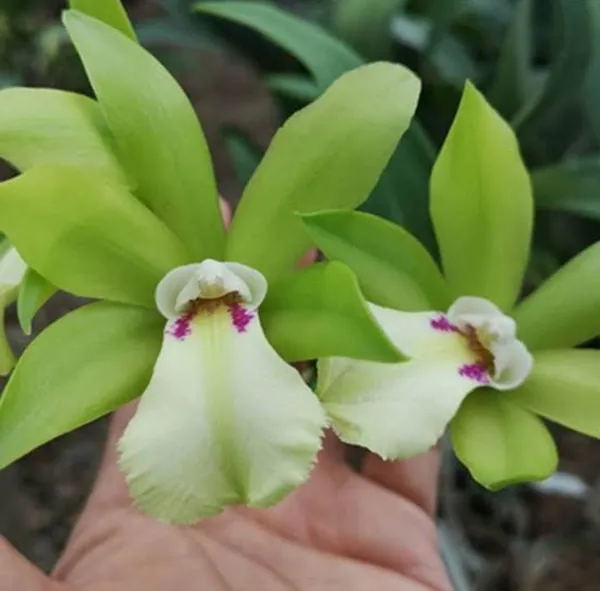 Cattleya_Jimminey_Cricket_X_Netrasiri_Beauty